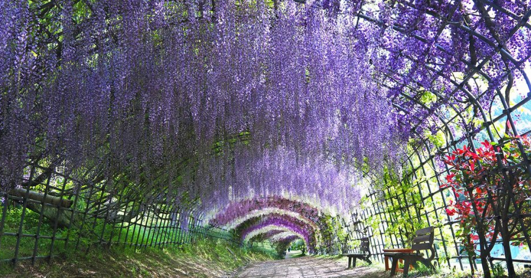 باغ کاواچی فوجی و تونل ویستریا ژاپن - شرکت هواپیمایی پاژسیر مجری تورهای اقساطی از مشهد