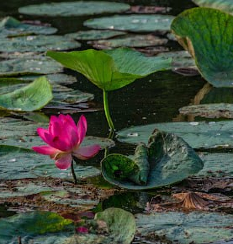 تورهای اقساطی انزلی ارزان آژانس هواپیمایی پاژسیر مجری تورهای داخلی و خارجی اقساطی از مشهد